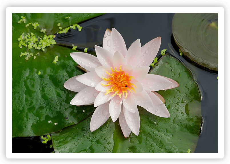 Beginners Meditation